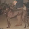 CH JOLIE ROYAL – Image 2