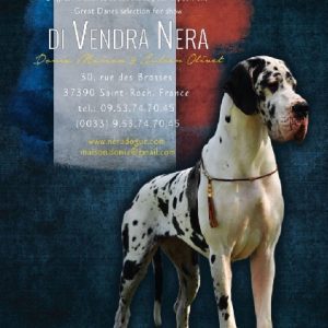 CH JYAS’MINA DI VENDRA NERA