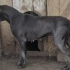PETITE MARIE BLUE DES TERRES DE BECQUEREL – Image 3
