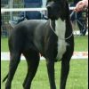 CH PHOEBE D'ISKANDAR – Image 2