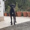 PROMISE NOIRE DE LA BENJAMINE