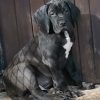 ROI DE COEUR DES TERRES DE BECQUEREL