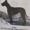 CH ULKA DU VALLON DE FONT RENAUDE – Image 2