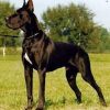 CH BISMARCK VOM BLAUEN SEE