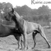 FRENCHIE DE LA CHATELLERIE