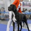 CH HORS SHAM GODOLPHIN DES PETITES VERNIERES – Image 2