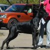 CH HORS SHAM GODOLPHIN DES PETITES VERNIERES