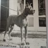 CH JOSEPHINE DES TERRES DE LA RAIRIE – Image 2