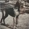 LEWIS d'OCHRETOLIEVALTT – Image 2