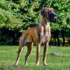CH HALLE THE GREAT OF PERSIA – Image 2