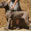 PETITE MARIE BLUE DES TERRES DE BECQUEREL