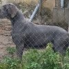 PETITE MARIE BLUE DES TERRES DE BECQUEREL – Image 4