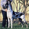 CH WERBENA DEI MONTI DEL KERATON – Image 2