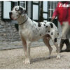 CH ZIDANE DEL SANGUE BLUE – Image 2