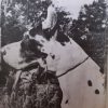 CH BOBBY VOM MAVERICK – Image 3