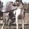 CH CABALLERO VOM SAPHIR – Image 2