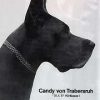CH CANDY VON TRABERSRUH – Image 2