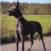 CH CANDY VON TRABERSRUH