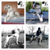 E-MANOLO DEL CUMBULTERIA DOG – Image 3