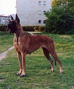 CH ETRA ESTATUA DROCONIS POLARIS