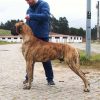 LAMACZ SERC Z KUZNI NAPOLEONSKIEJ – Image 5