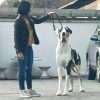 E-MANOLO DEL CUMBULTERIA DOG – Image 2