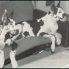 MARIO VOM HAUSE GECO – Image 2