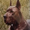 CH PUPPY DU CLOS TEMPLERIE