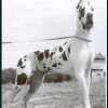 CH TESSIE DE MOURRE FRAIS