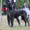 CH AFRA MODRY EFEKT – Image 5