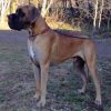 CH ZLATO'S BILLY BOY