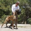 CH CIAN DE ULMER – Image 3