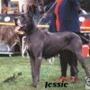 JESSIE – Image 2