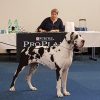 CH MASHA   vom  HOLLENSTEIN