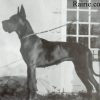 CH PUPPY DU CLOS TEMPLERIE – Image 2