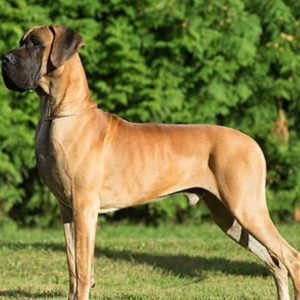 CH RIO BRASIL MARACANA DE CANE NOBILE