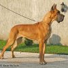 CH BIG DOPE TALISMA – Image 2