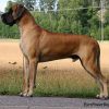 CH EUROPOWER BOY TOY