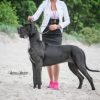 CH BUKA WARRIOR QUEEN – Image 2