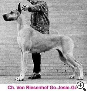 CH GO-JOSIE-GO VON RIESENHOF