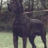 CH ILKO VON DER SHILO -RANCH – Image 2
