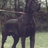 CH ILKO VON DER SHILO -RANCH