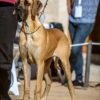 CH ABSOLUTE ARABIE DU CUIR D'ARABIE – Image 4