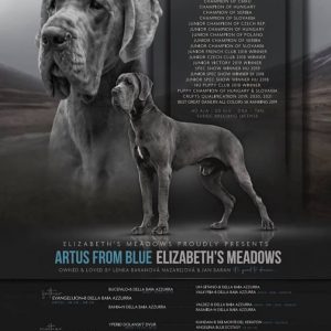 CH ARTUS FROM BLUE ELIZABETH’S  MEADOWS