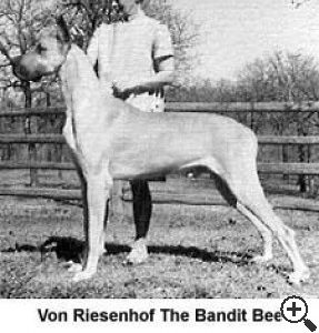 THE BANDIT BEE  VON RIESENHOF