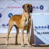 CH HAITI DELLA BAIA  AZZURRA – Image 2