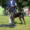CH OMAR VON WIMARIA – Image 5