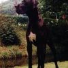 CH BEA VON DER SCHLEHHECKE