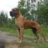 CH FANATIC FERO VON HAUS TIEFENBACH