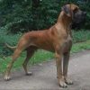 CH FANATIC FERO VON HAUS TIEFENBACH – Image 2